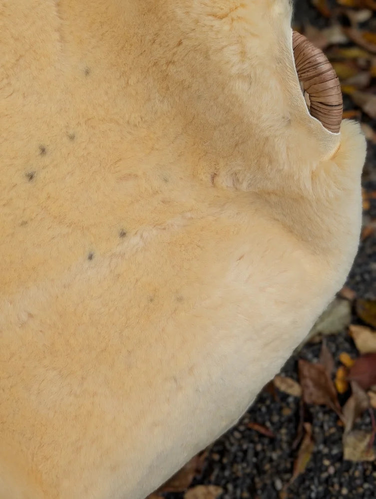 Cream-colored plush medical sheepskin coat with horn-like edge features naturally spotted washable medical sheepskins