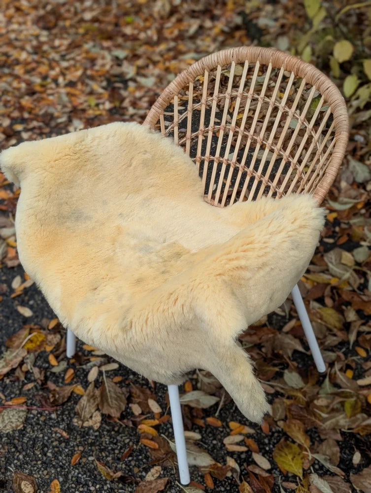 Cream-colored naturally spotted medical sheepskin rug draped over wicker chair washable 43.5 x 28 inches