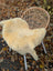 Cream-colored naturally spotted medical sheepskin rug draped over wicker chair washable 43.5 x 28 inches
