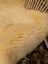 Cream-colored medical sheepskin rug with soft fluffy texture naturally spotted and washable for medical use