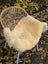 Cream-colored naturally spotted medical sheepskin throw draped over wicker chair washable medical sheepskins