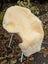 Cream-colored medical sheepskin chair cover with soft fluffy texture and naturally spotted dark speckles washable design