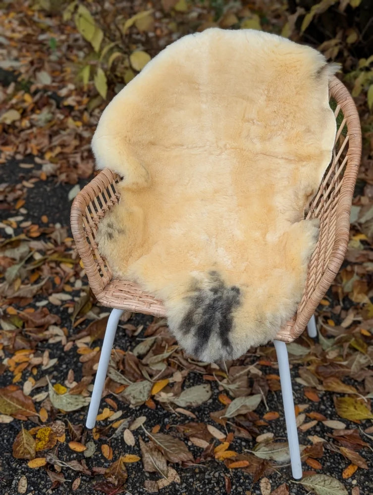 Cream-colored medical sheepskin with natural black patches draped on wicker chair by angus oliver washable medium size