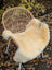 Cream-colored washable medical sheepskin chair cover draped over wicker chair by angus oliver