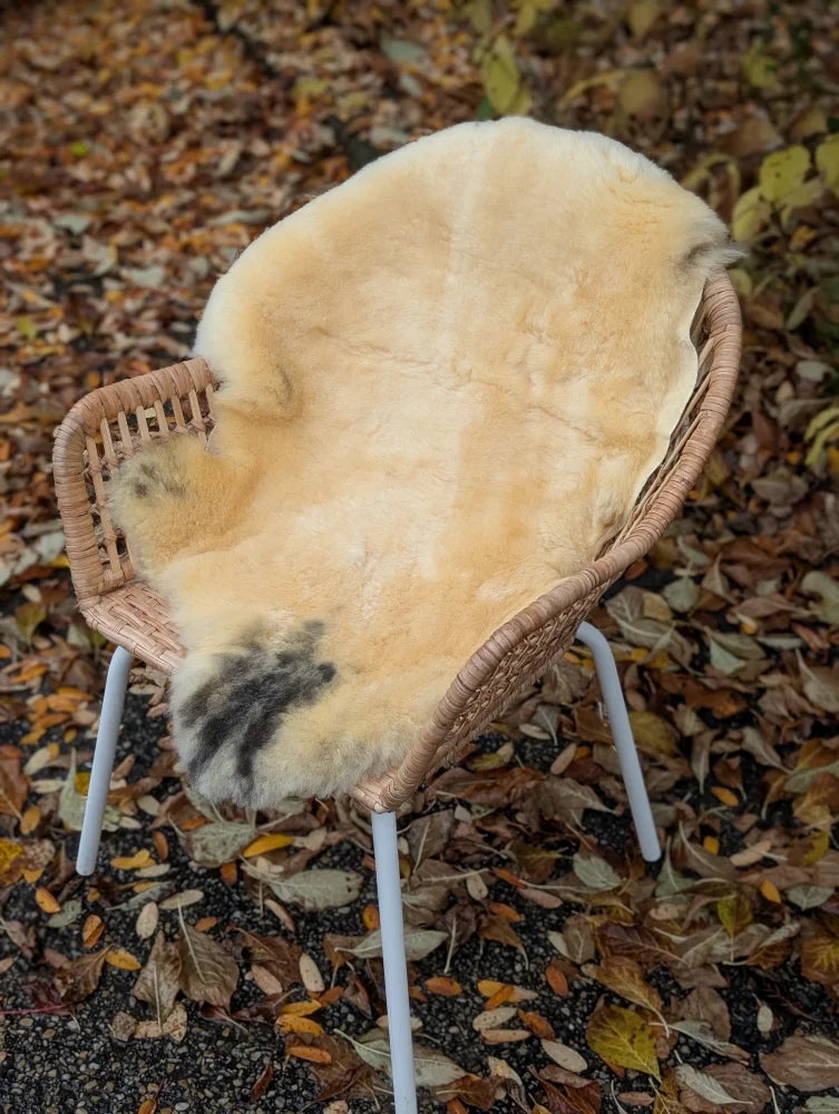 Cream-colored washable medical sheepskin rug with natural texture and dark patches draped on wicker chair angus oliver