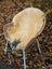 Cream-colored washable medical sheepskin rug with natural texture and dark patches draped on wicker chair angus oliver
