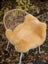 Warm golden brown washable medical sheepskin chair cover with soft fluffy texture by angus oliver