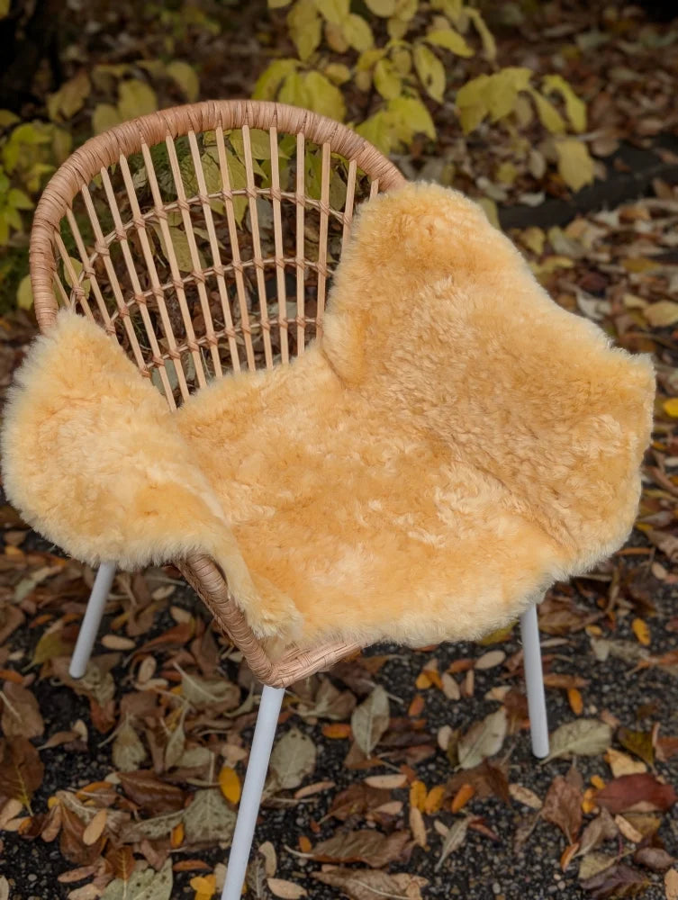 Warm golden medical sheepskin chair cover draped over woven wicker chair angus oliver washable med45 39 x 20