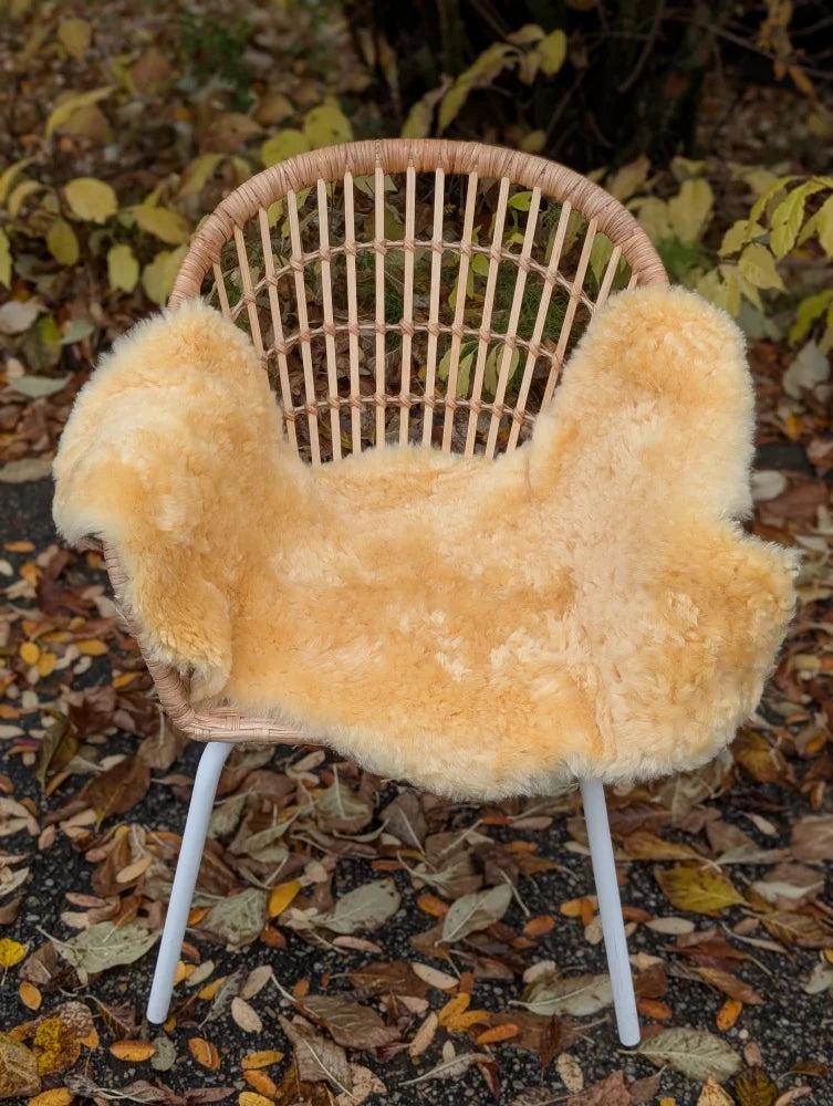 A cozy light golden medical sheepskin throw from angus oliver draped over a woven wicker chair with white metal legs