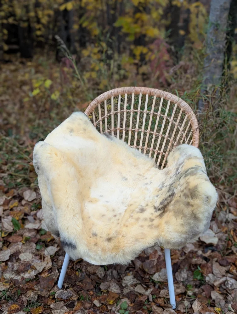 A cream-colored naturally spotted medical sheepskin rug draped over a woven rattan chair MED5 47 x 26 washable
