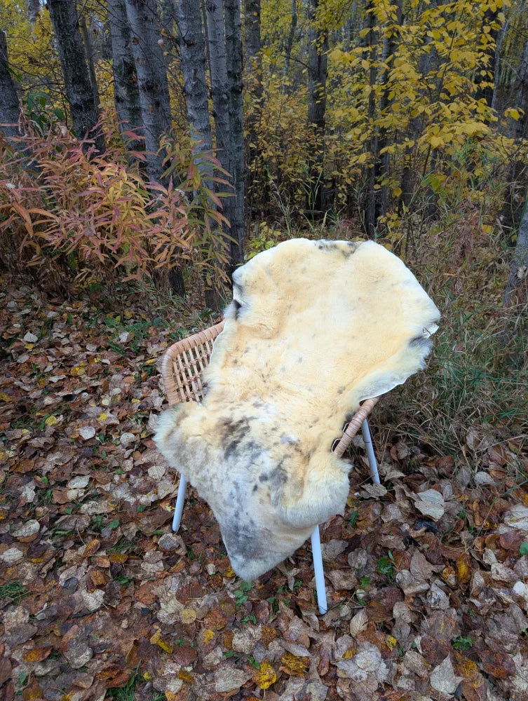 A cream-colored naturally spotted medical sheepskin rug resting on a wicker chair in an autumn forest setting
