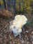 A cream-colored naturally spotted medical sheepskin rug resting on a wicker chair in an autumn forest setting
