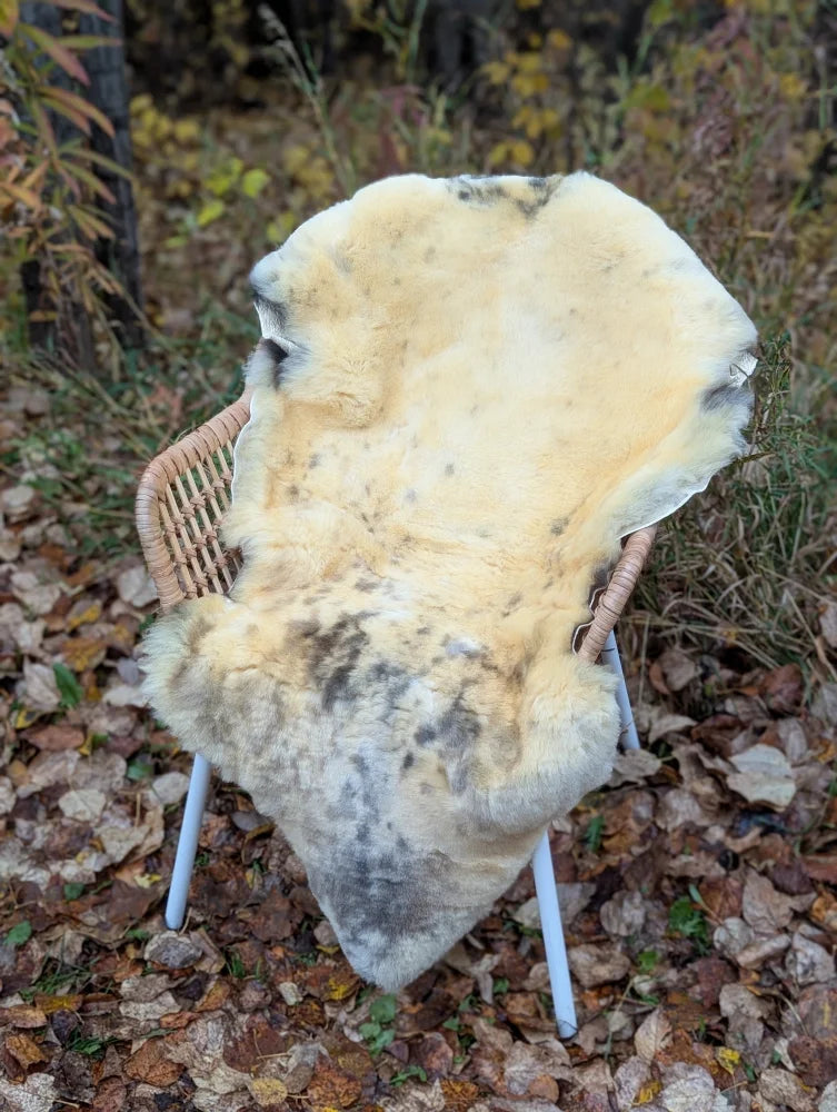 A naturally spotted cream medical sheepskin rug with soft fluffy texture draped over a wicker chair