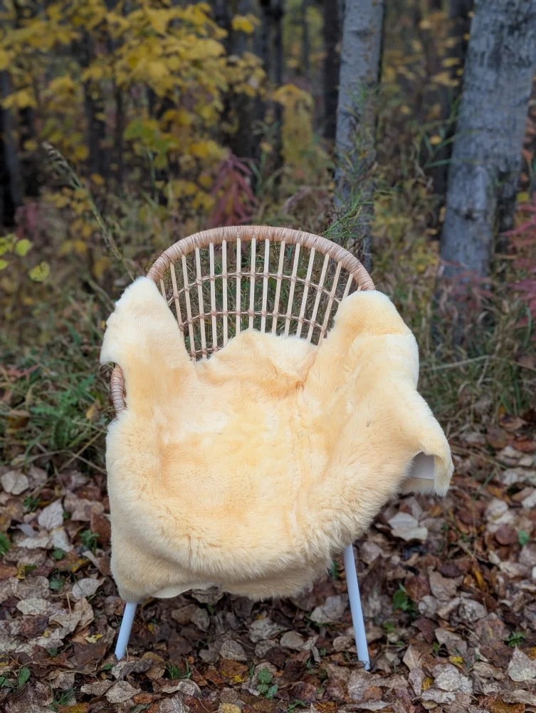 Cream-colored naturally spotted medical sheepskin rug draped over wicker chair for medical sheepskins use