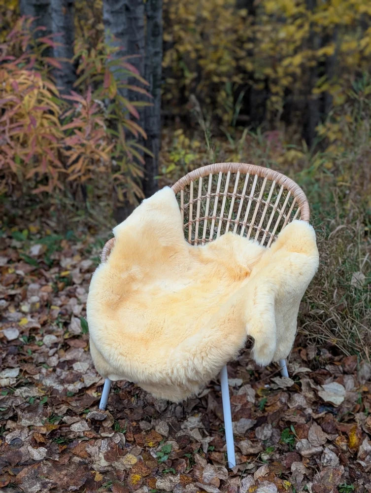 Cream-colored naturally spotted medical sheepskin rug draped over woven wicker chair with white metal legs