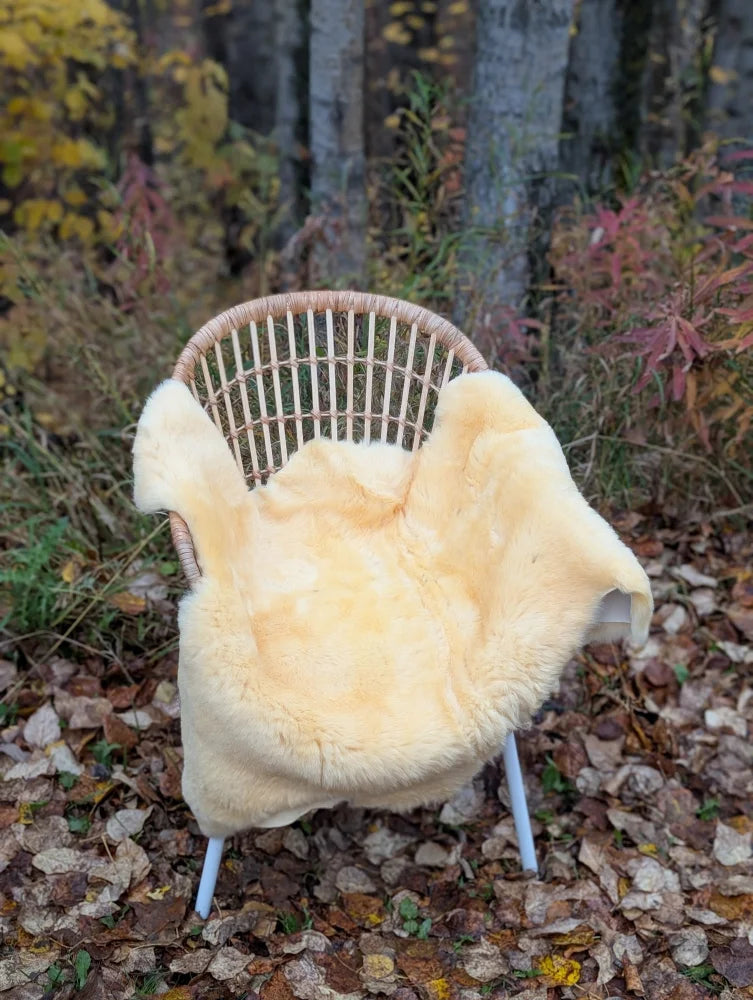 Cream-colored medical sheepskin blanket naturally spotted draped over a wicker chair washable and soft