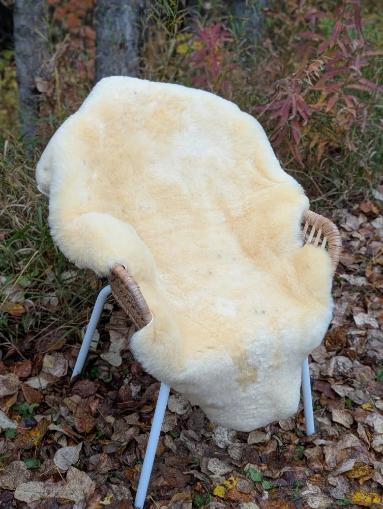 Cream-colored medical sheepskin naturally spotted draped over a chair with wicker armrests and light blue metal legs