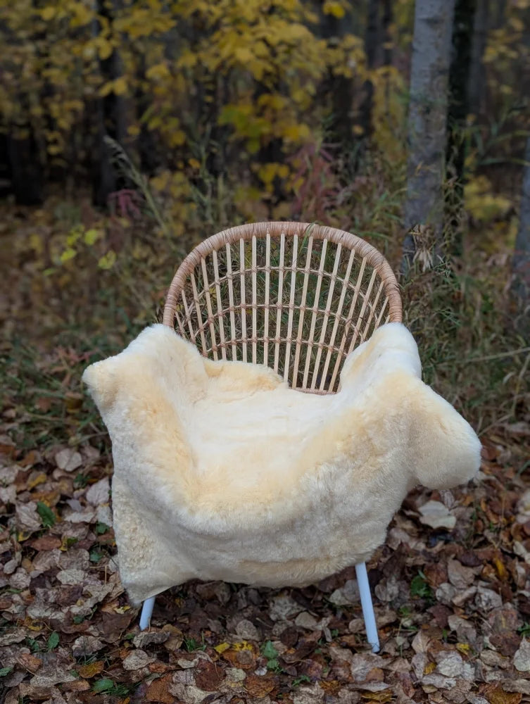 Cream-colored naturally spotted medical sheepskin throw draped over woven wicker chair with light blue metal legs
