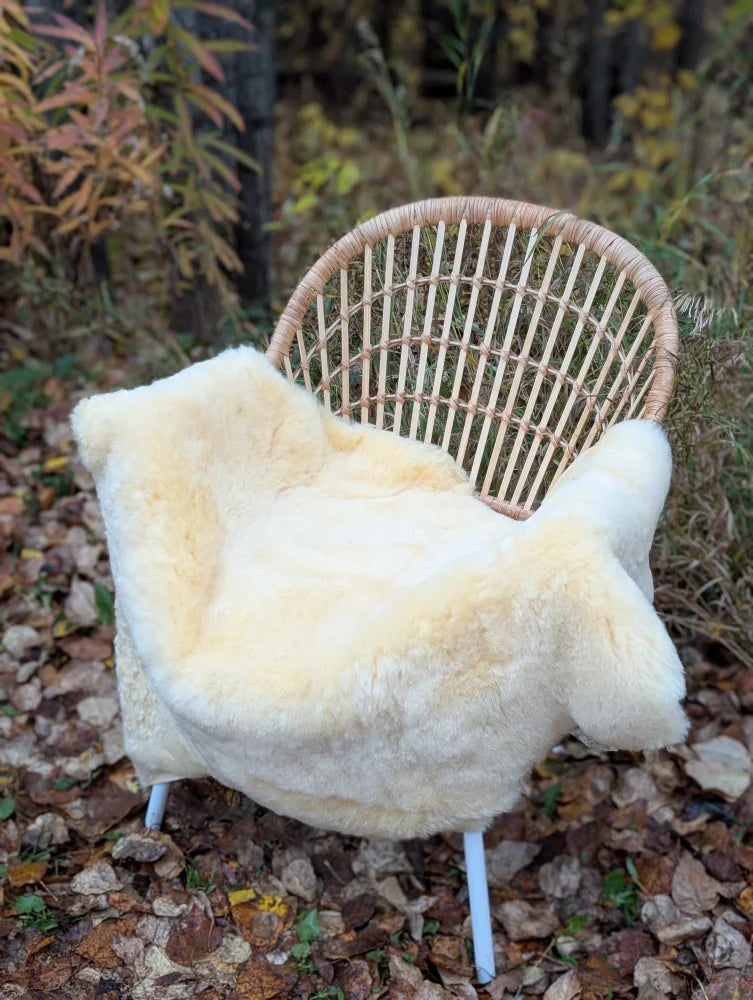 Cream-colored medical sheepskin blanket naturally spotted draped over woven wicker chair with white metal legs