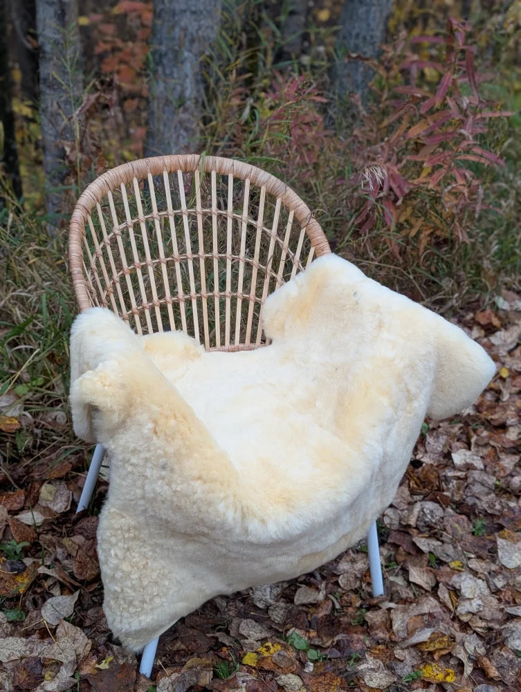Cream-colored naturally spotted medical sheepskin blanket draped over wicker chair washable and soft