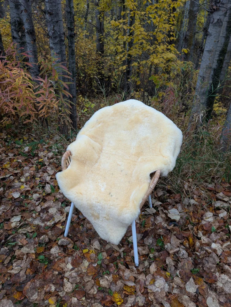 Cream-colored naturally spotted medical sheepskin rug washable 48.5 x 35 draped over white metal chair in autumn forest