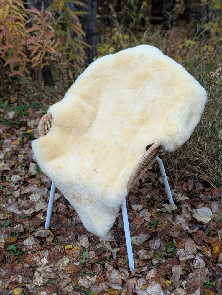 Cream-colored naturally spotted medical sheepskin rug draped over wicker chair with white metal legs for medical use