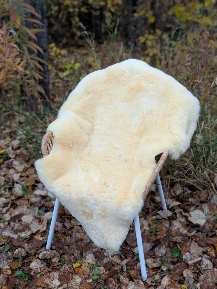 Cream-colored naturally spotted medical sheepskin draped over wicker chair with white metal legs washable and cozy