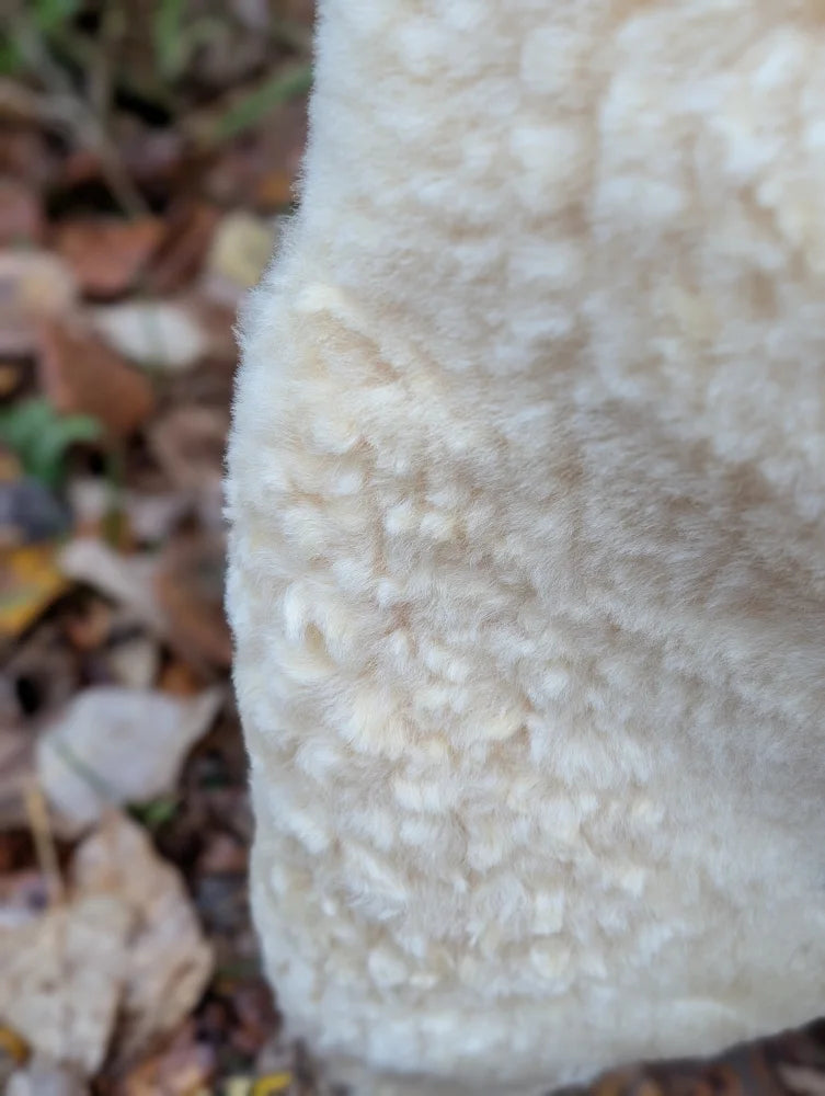 A creamy white fuzzy textured mushroom on a naturally spotted medical sheepskin wash 48.5 x 35 inches