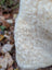 A creamy white fuzzy textured mushroom on a naturally spotted medical sheepskin wash 48.5 x 35 inches