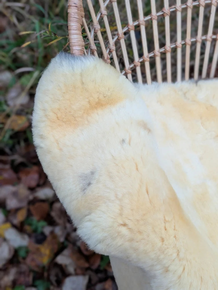 Cream-colored plush fur ear of a naturally spotted medical sheepskin washable medical sheepskins product close-up