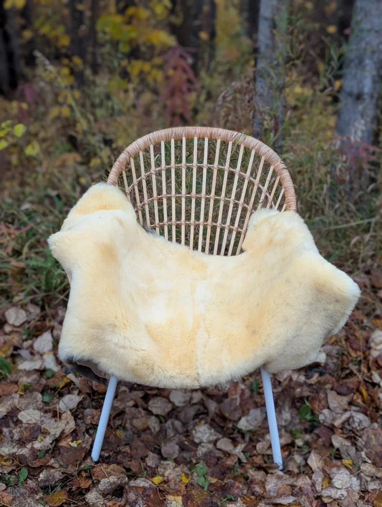 Cream-colored naturally spotted medical sheepskin throw draped over wicker chair with light blue metal legs
