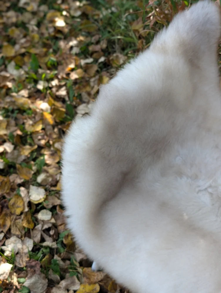 A fluffy white cat ear detail on a soft british isles sheepskin rug mel1 46 x 28 inches