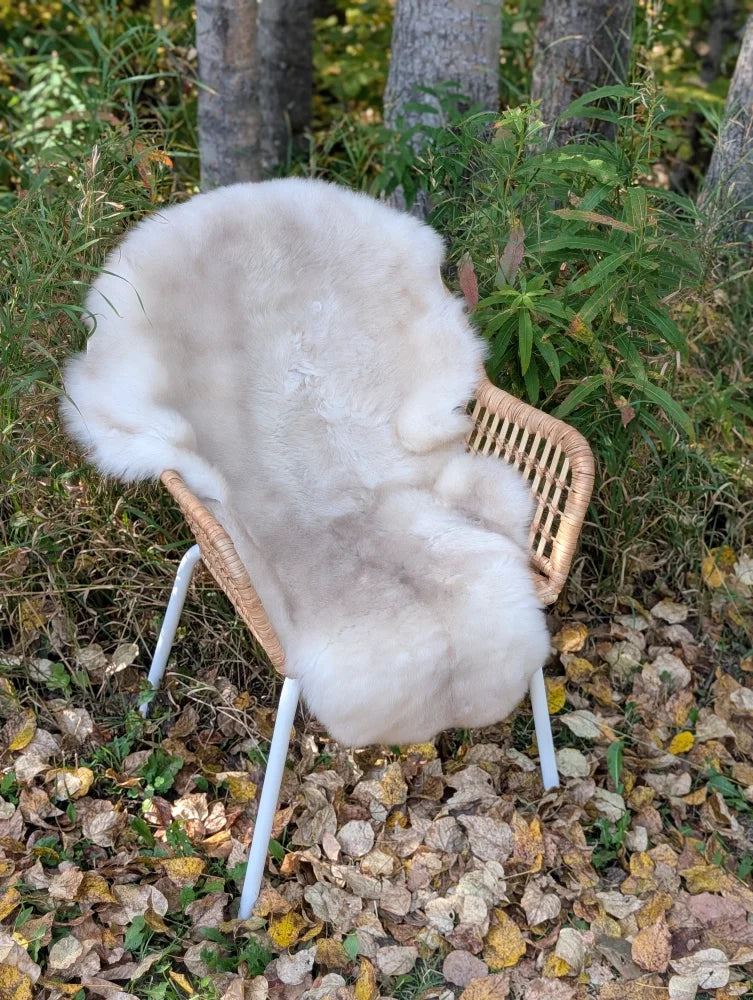 A cozy off-white british isles sheepskin rug draped over a wicker chair with white metal legs