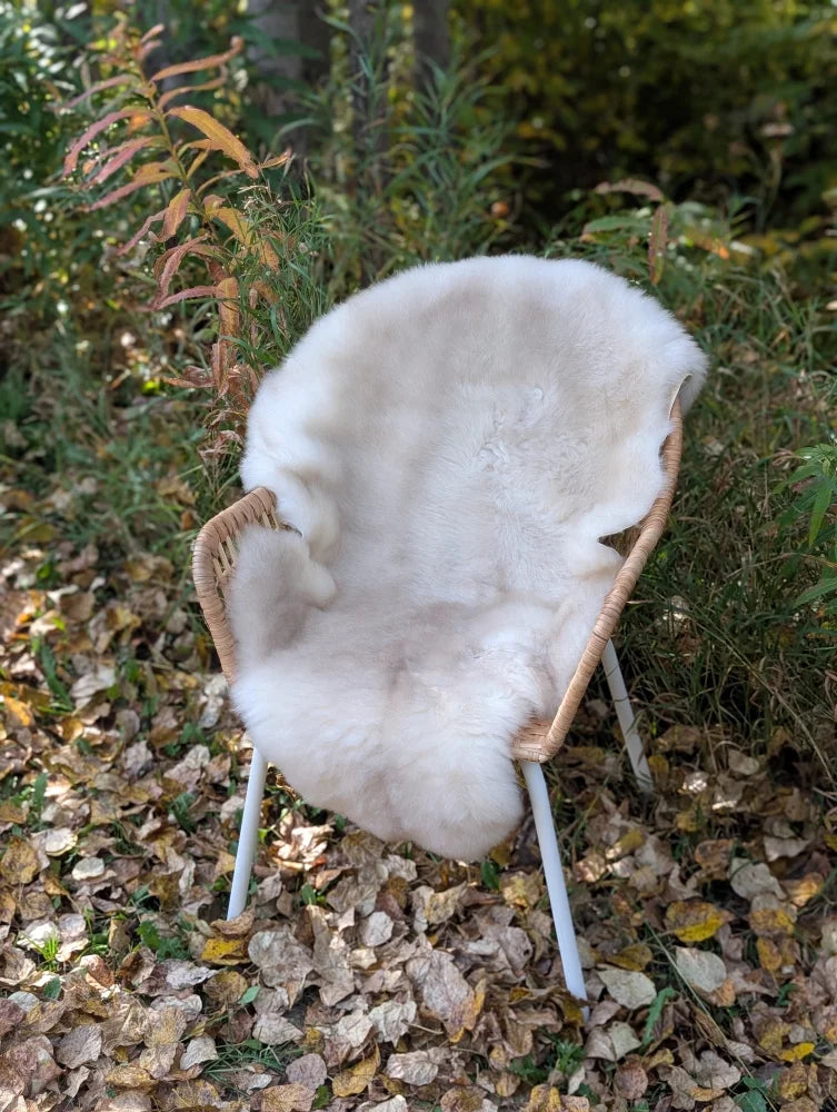 A cozy off-white british isles sheepskin rug draped over a woven wicker chair with white metal legs