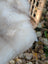 Fluffy white dog resting in a woven wicker basket on a mel1 46 x 28 british isles sheepskin rug