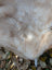 A soft cream-colored faux fur blanket with plush texture from british isles sheepskin mel#2 45 x 31 inches