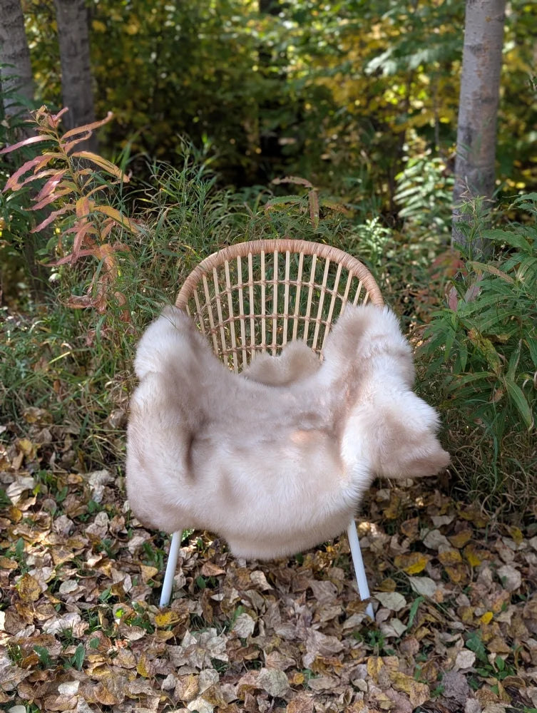 A soft light beige british isles sheepskin throw draped over a woven wicker chair with white metal legs