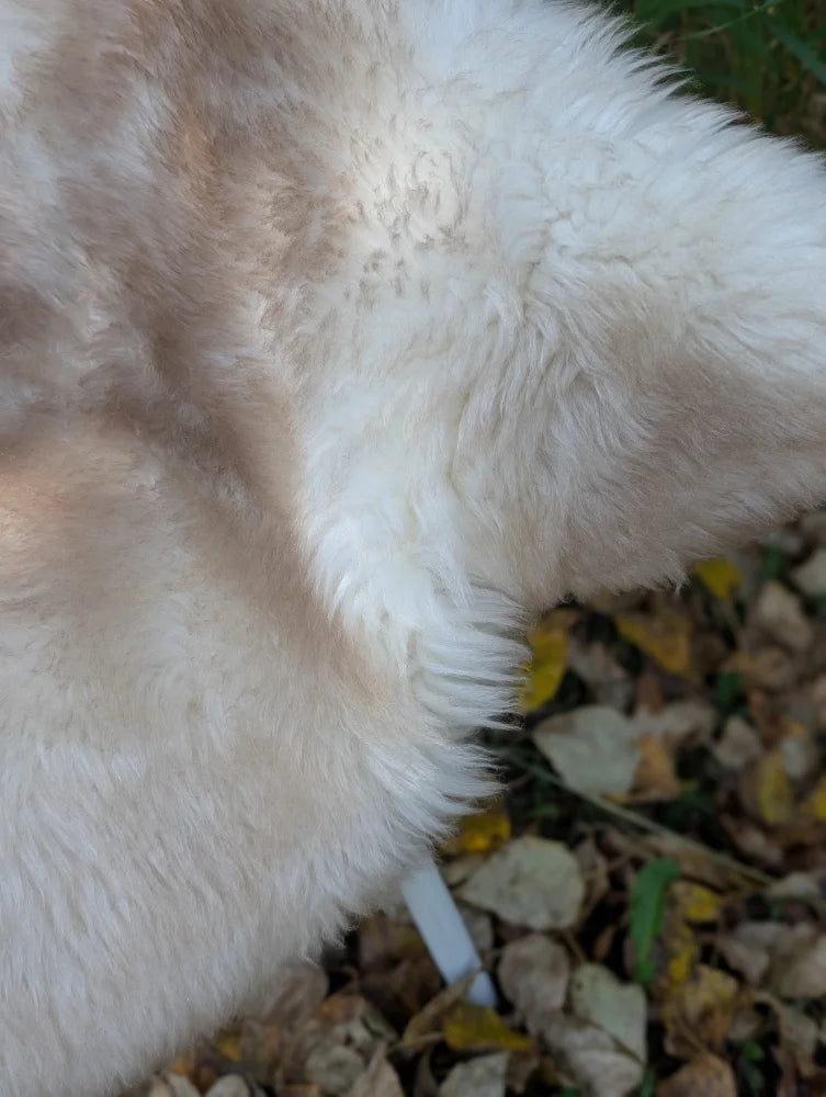 Fluffy cream-colored british isles sheepskin with soft thick fur and subtle tan patches mel3 46 x 29 inches