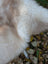 Fluffy cream-colored british isles sheepskin with soft thick fur and subtle tan patches mel3 46 x 29 inches
