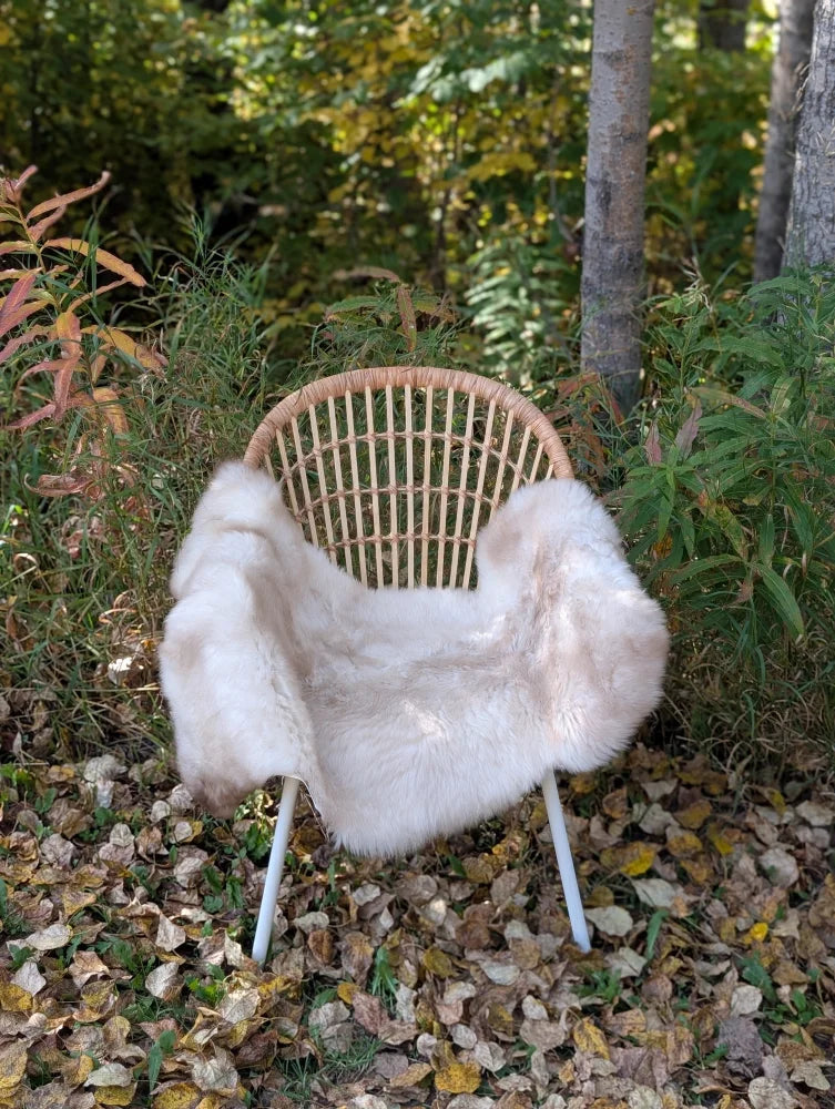 A soft fluffy white british isles sheepskin throw draped over a woven rattan chair with metal legs