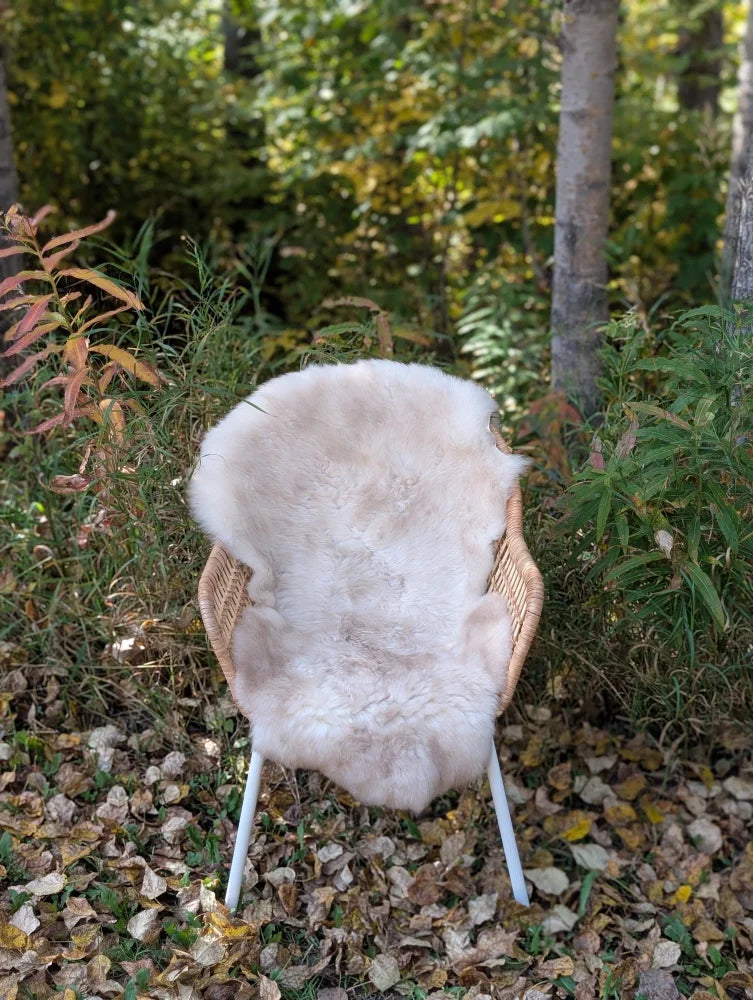 A cozy light beige british isles sheepskin rug draped over a wicker chair with white metal legs