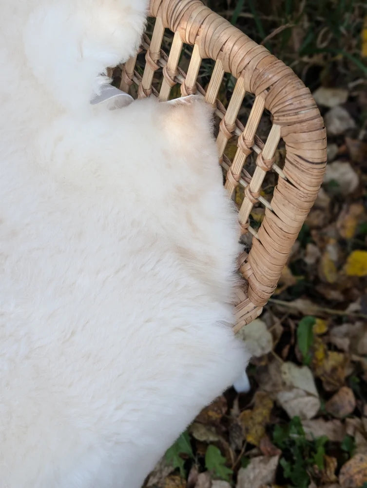 A fluffy white cat resting in a woven basket on a british isles 45 x 30 sheepskin rug