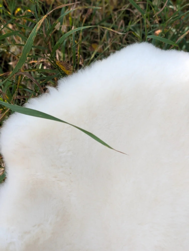 A plush white british isles sheepskin rug with soft fluffy texture lies gently on green grass