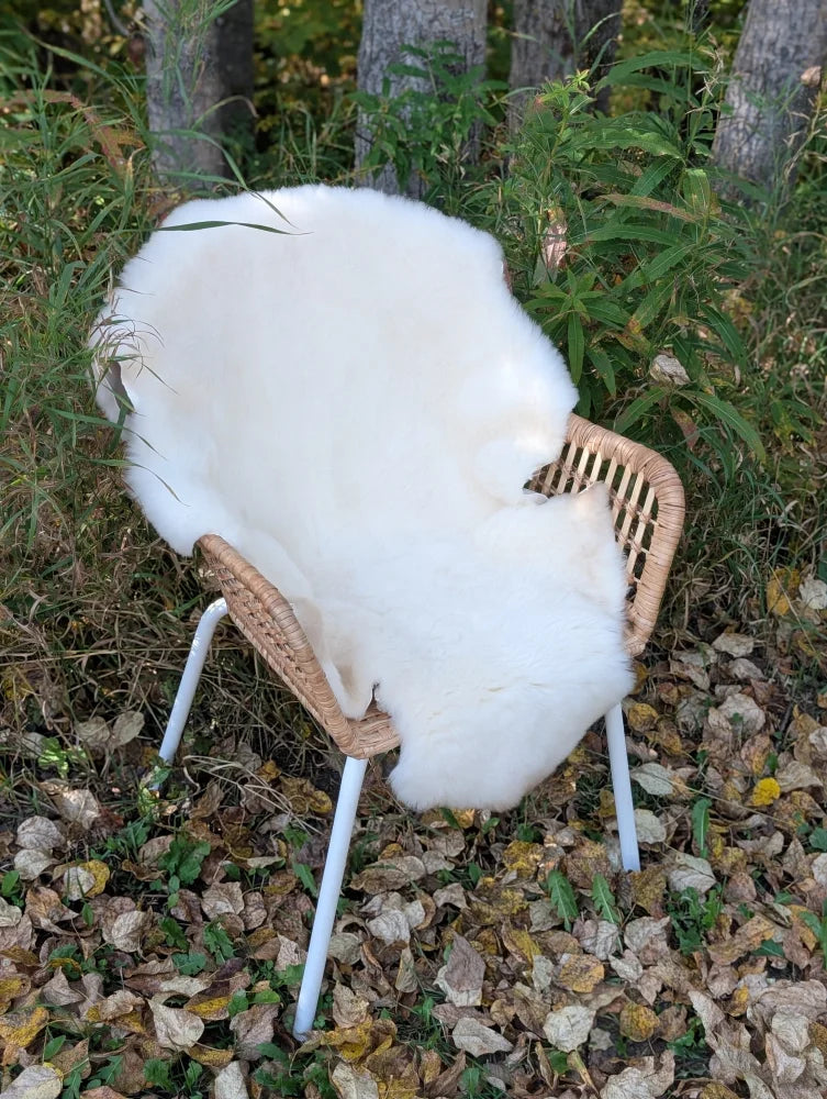 A plush white british isles sheepskin rug draped over a woven wicker chair with metal legs for cozy comfort