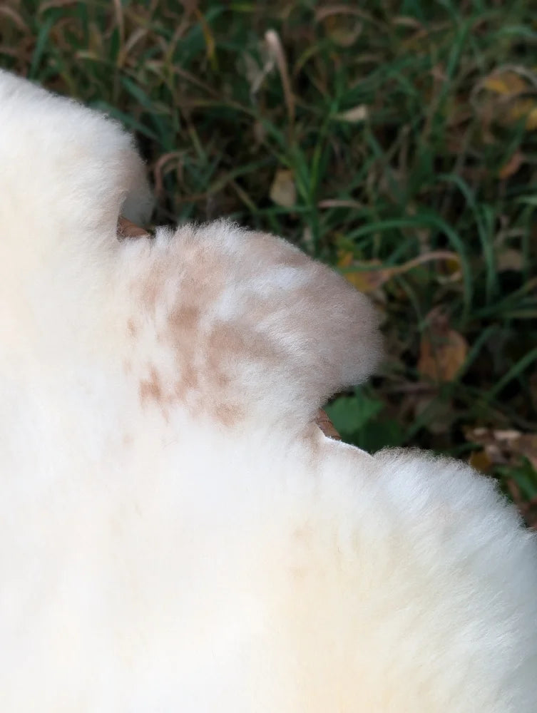 A fluffy white and light brown dog resting on a 45 x 29 british isles sheepskin rug mel7