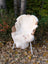 A soft white british isles sheepskin with brown patches draped over a wicker chair for cozy decor