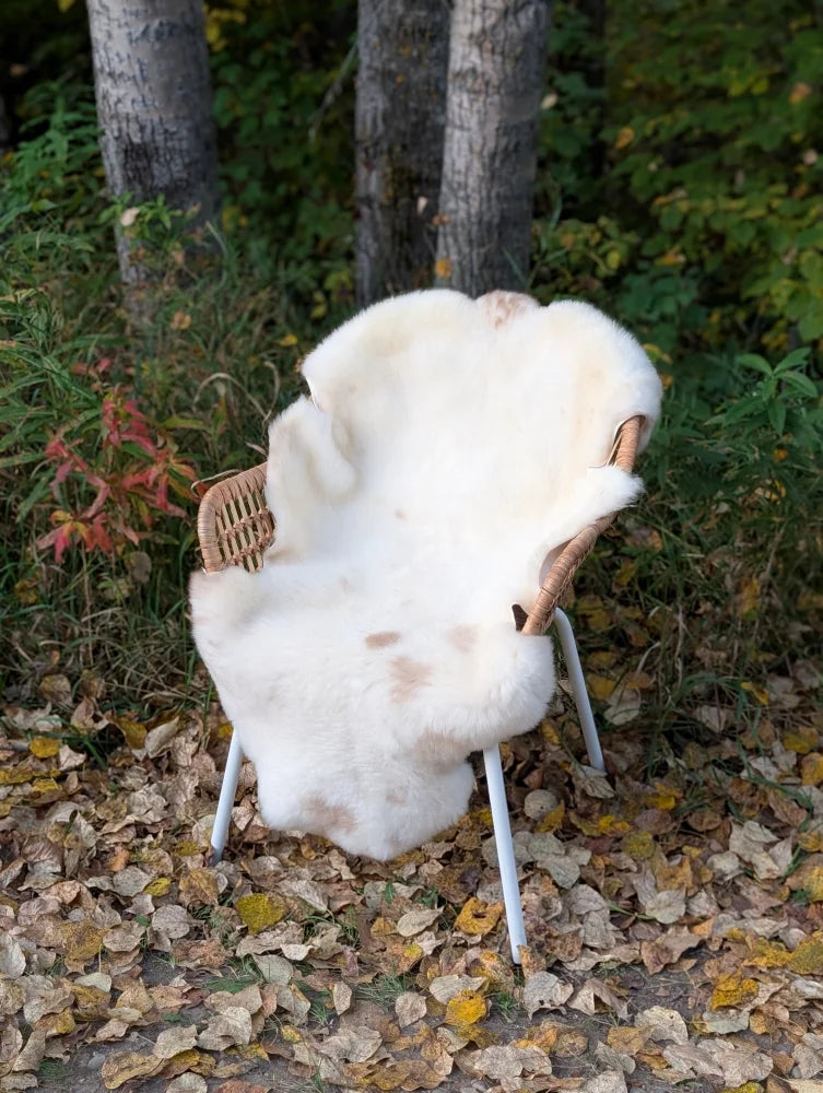 A plush white british isles sheepskin rug with subtle tan patches draped over a wicker chair measuring 45 by 29 inches