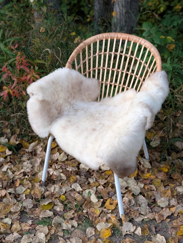 A cozy off-white british isles sheepskin rug draped over a woven rattan chair with white metal legs
