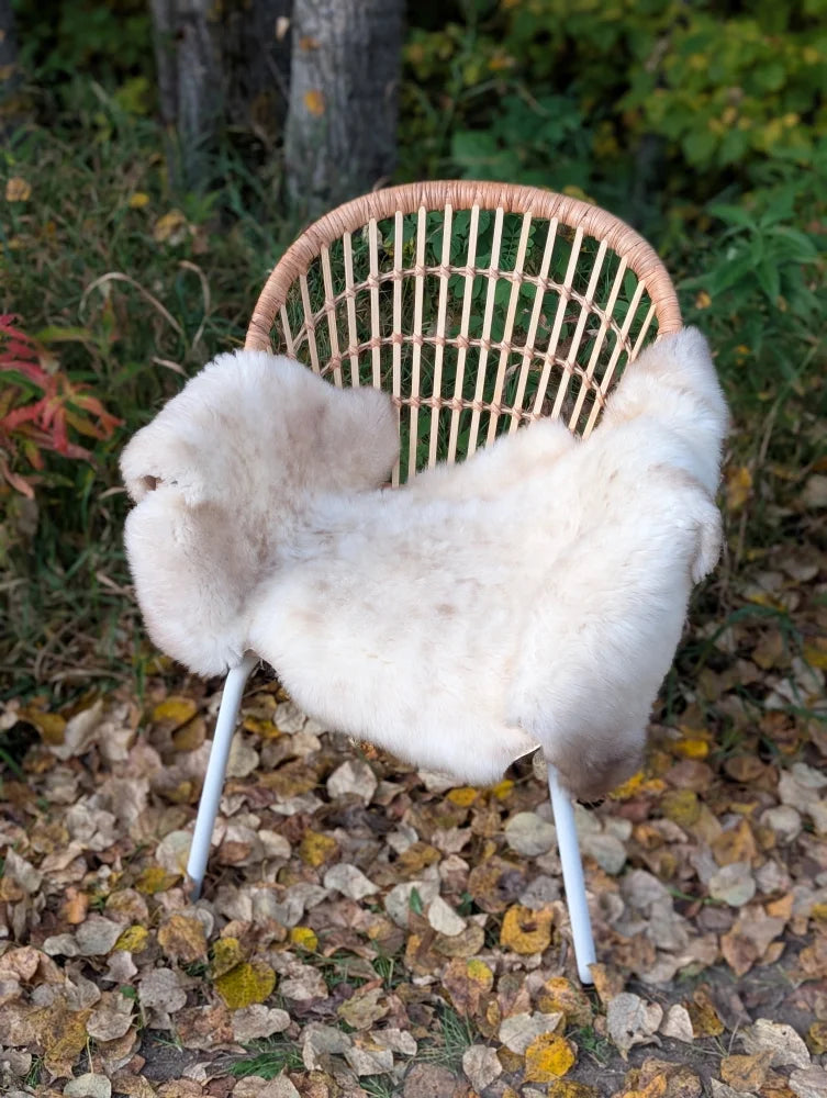 A cozy off-white british isles sheepskin rug draped over a woven rattan chair with white metal legs