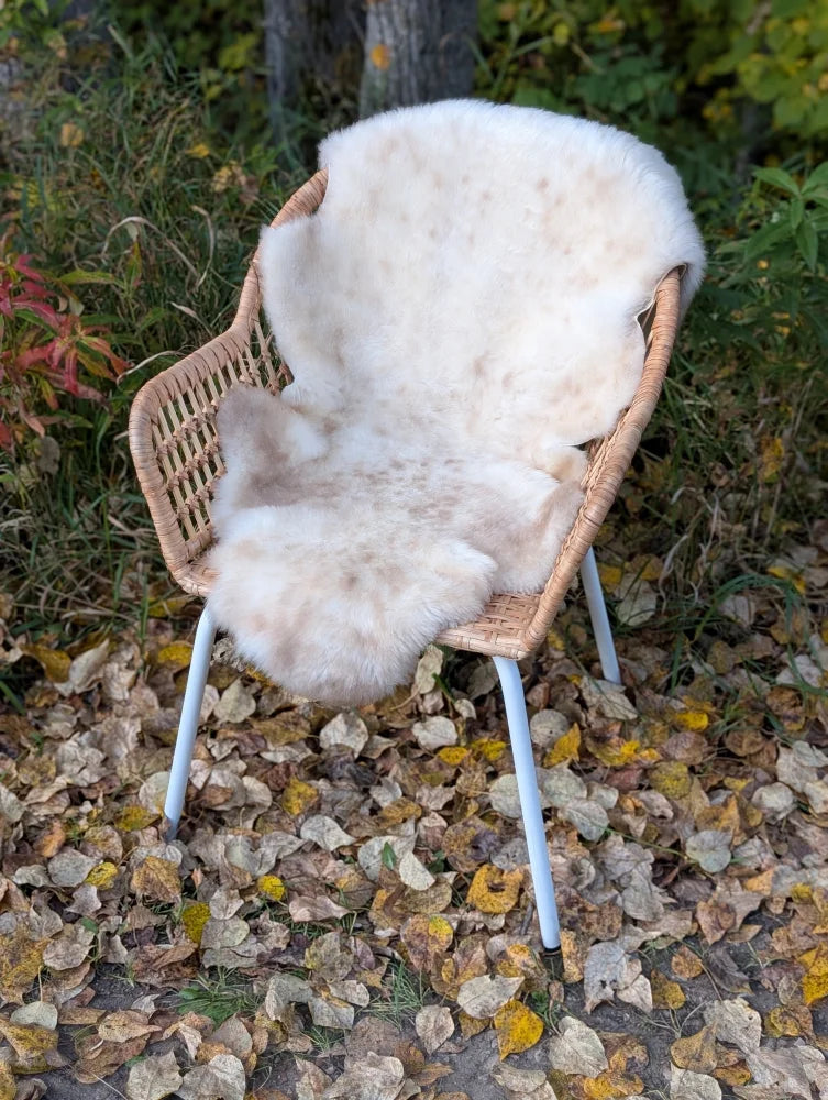 A cream-colored british isles sheepskin rug with natural fluffy texture resting on a woven wicker chair